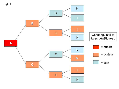 Consanguinit fig 1