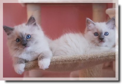 bb bleu et lilas mitted 