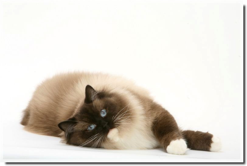 seal mitted 