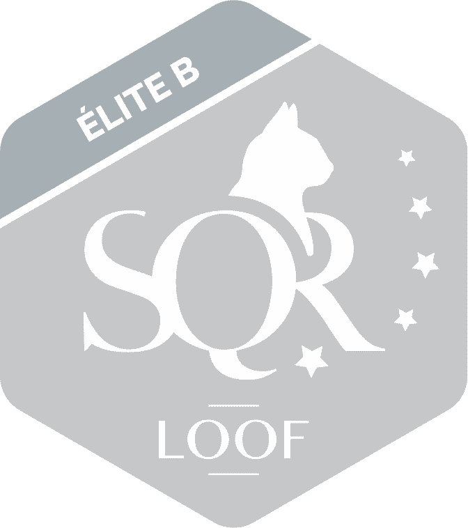 logo SQR N5