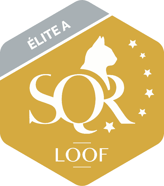 logo SQR N6