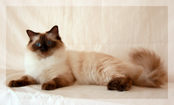 ragdoll033