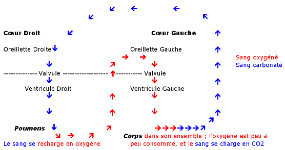 circulation