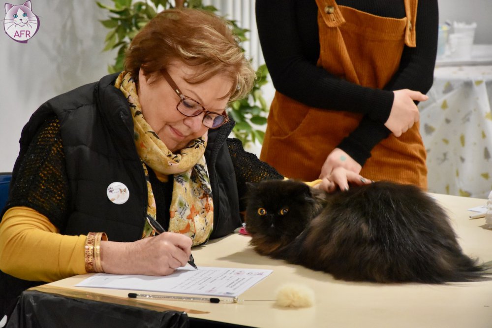 Exposition féline de Mortagne au Perche 2019