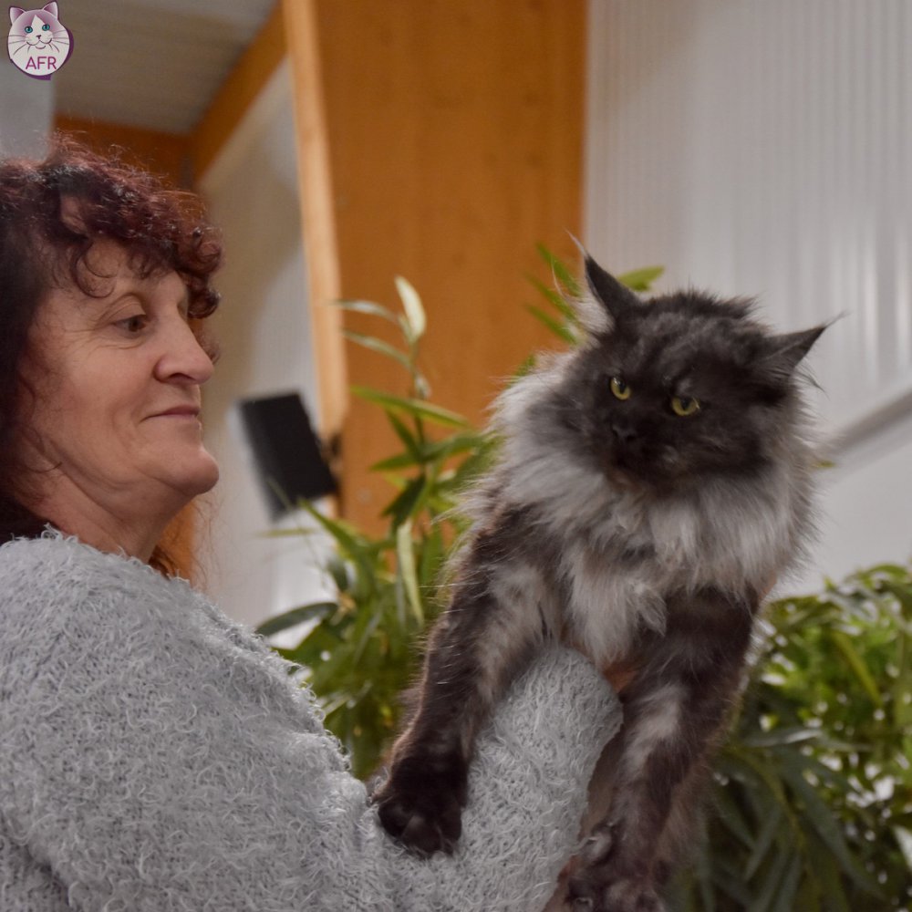 Exposition féline de Mortagne au Perche 2019