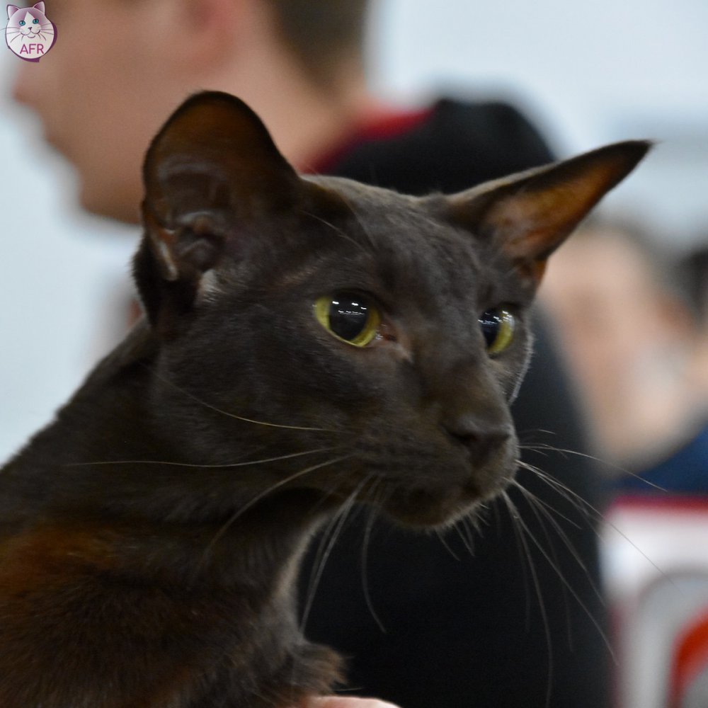 Exposition féline de Mortagne au Perche 2019