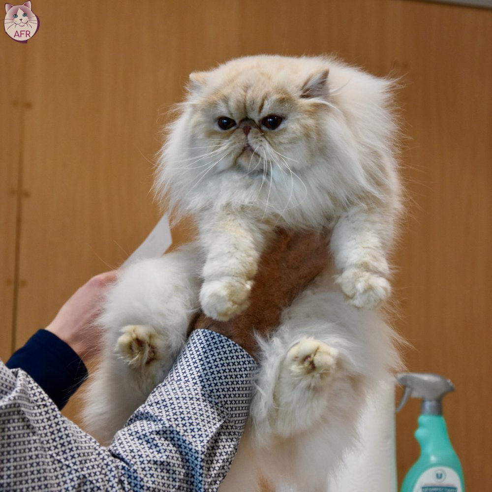 Exposition féline de Mortagne au Perche 2019