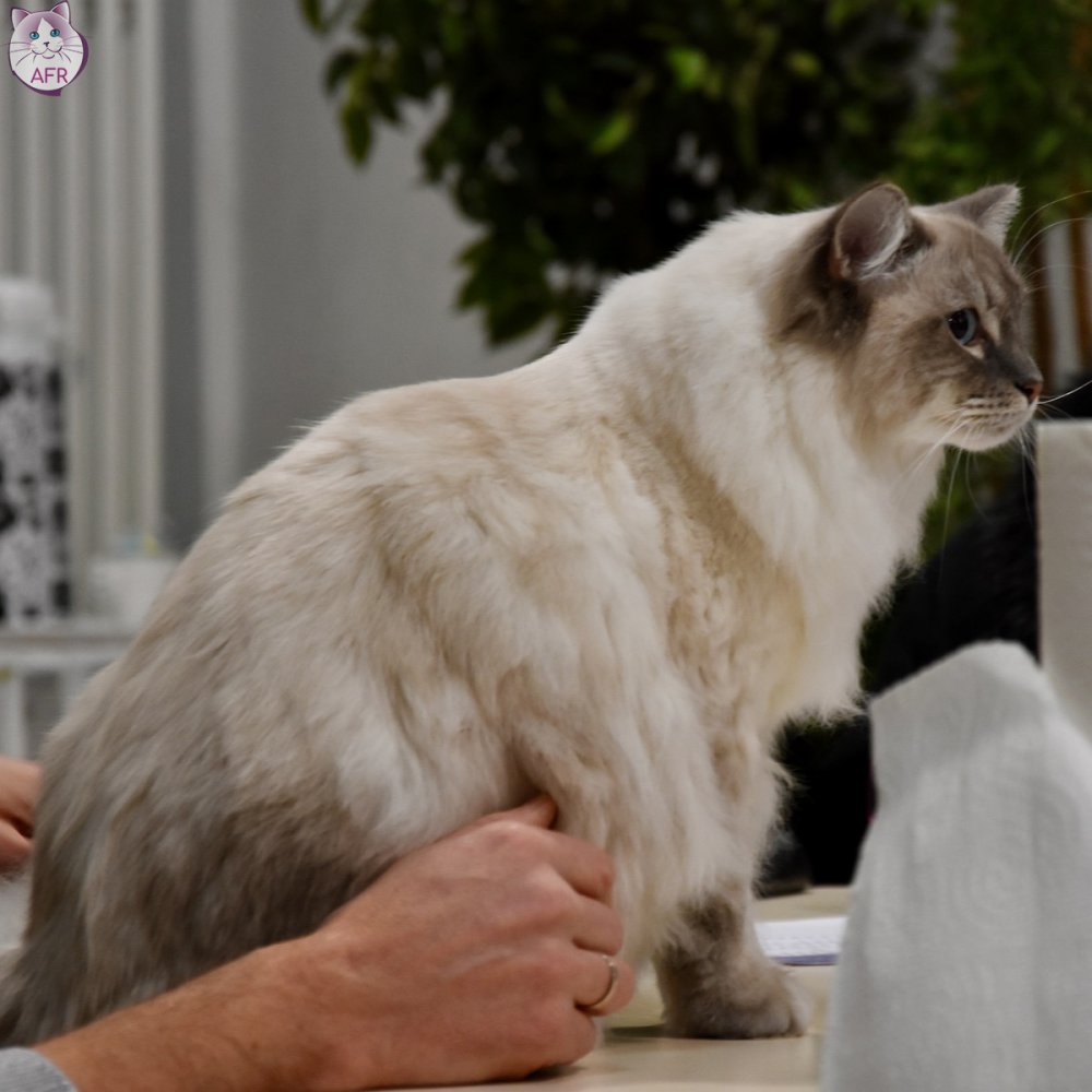 Exposition féline de Mortagne au Perche 2019