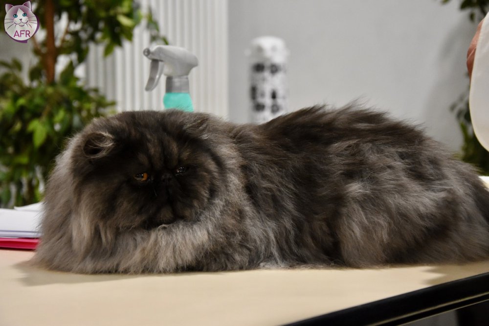 Exposition féline de Mortagne au Perche 2019