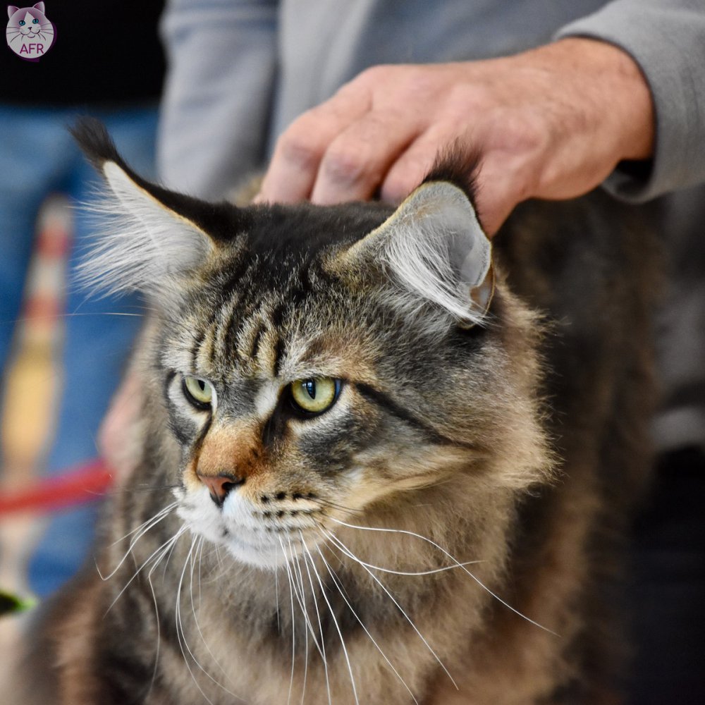 Exposition féline de Mortagne au Perche 2019