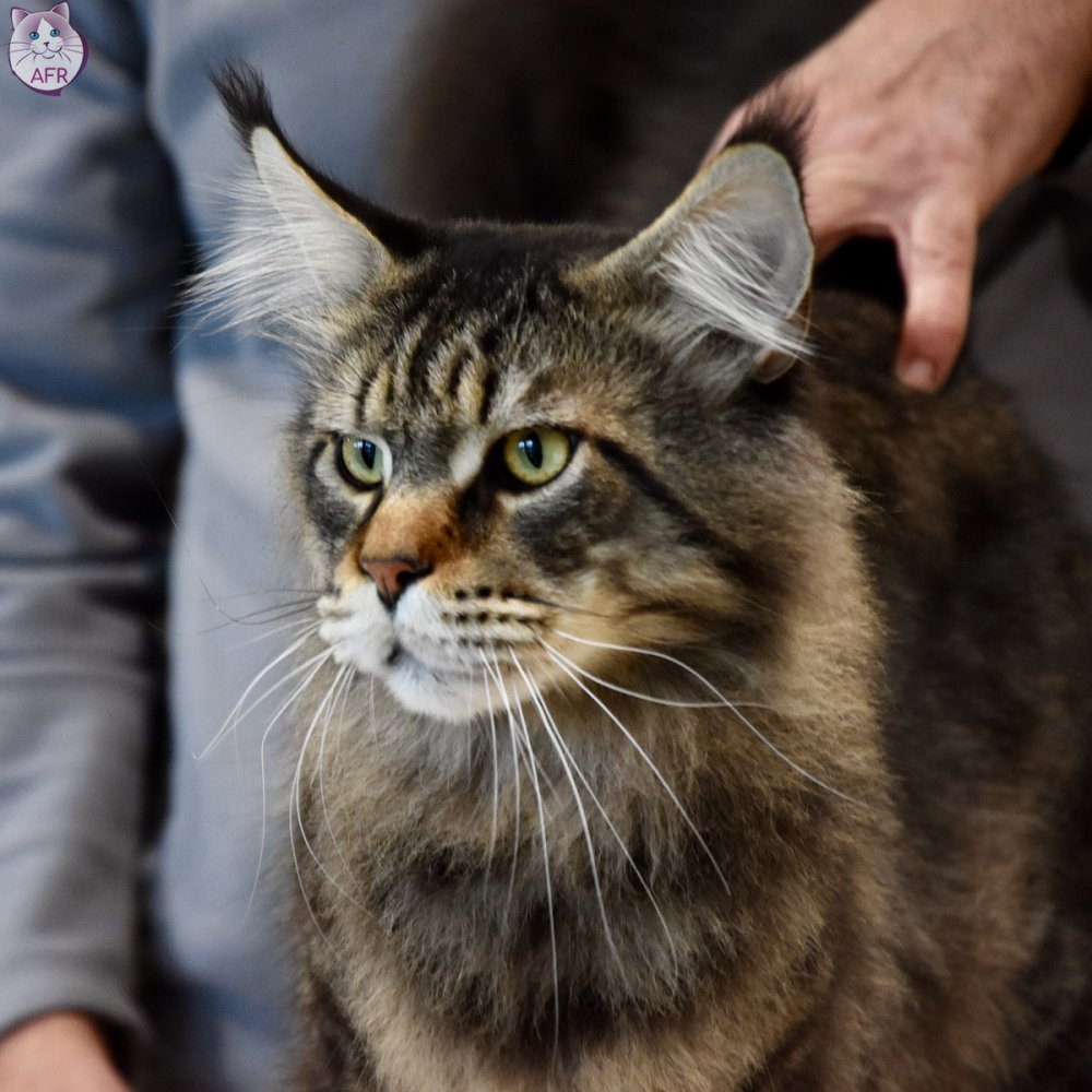 Exposition féline de Mortagne au Perche 2019