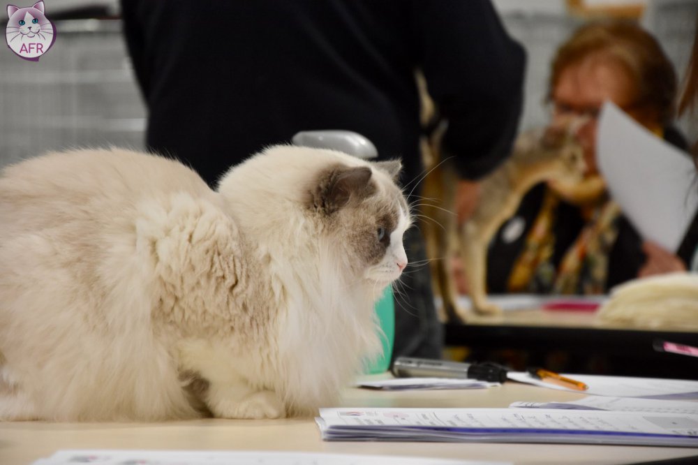 Exposition féline de Mortagne au Perche 2019