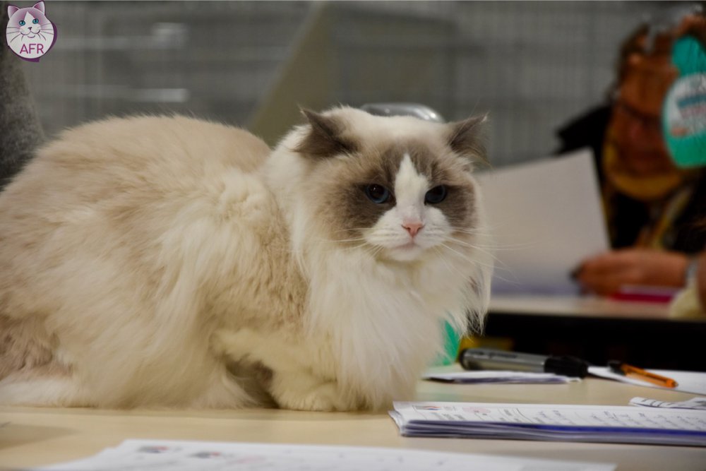 Exposition féline de Mortagne au Perche 2019