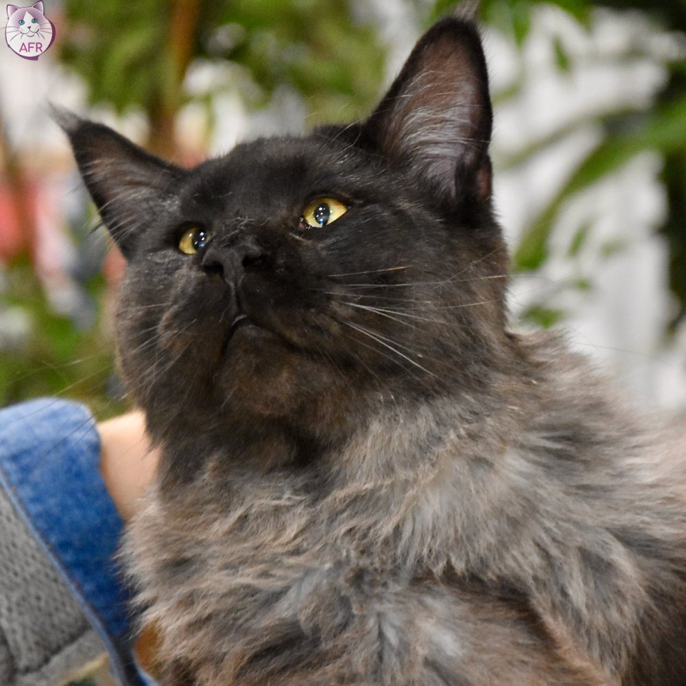 Exposition féline de Mortagne au Perche 2019