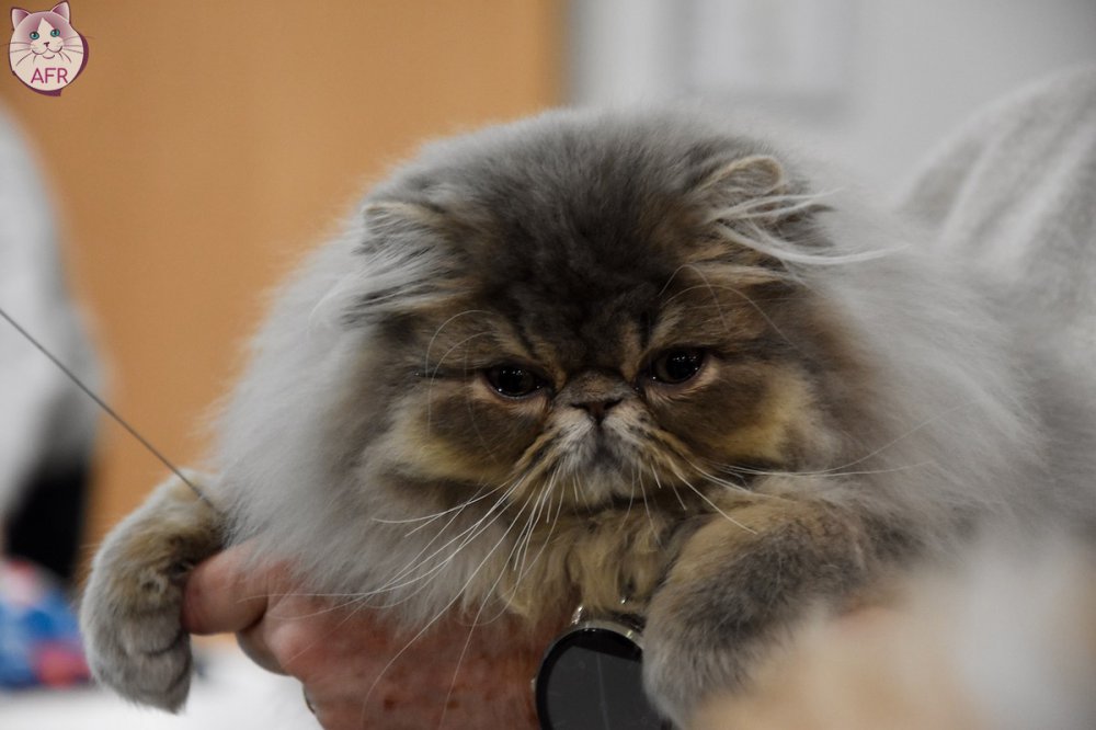 Exposition féline de Mortagne au Perche 2019