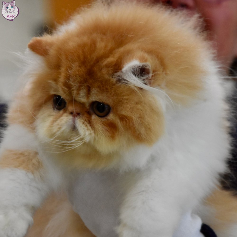 Exposition féline de Mortagne au Perche 2019