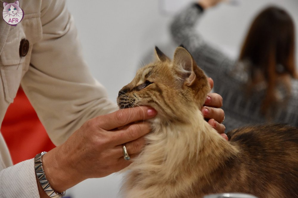 Exposition féline de Mortagne au Perche 2019