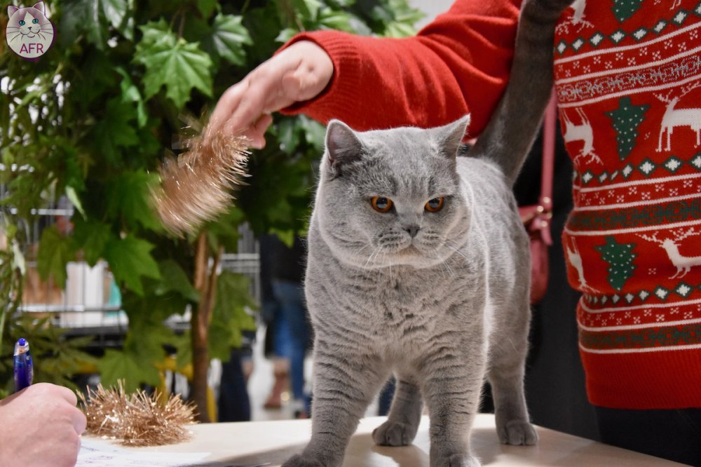 Exposition féline de Mortagne au Perche 2019