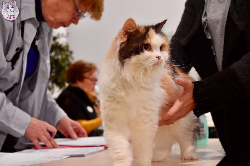 Exposition féline de Mortagne au Perche 2019