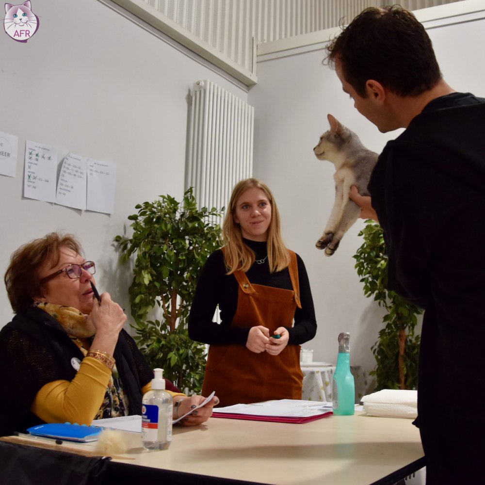 Exposition féline de Mortagne au Perche 2019