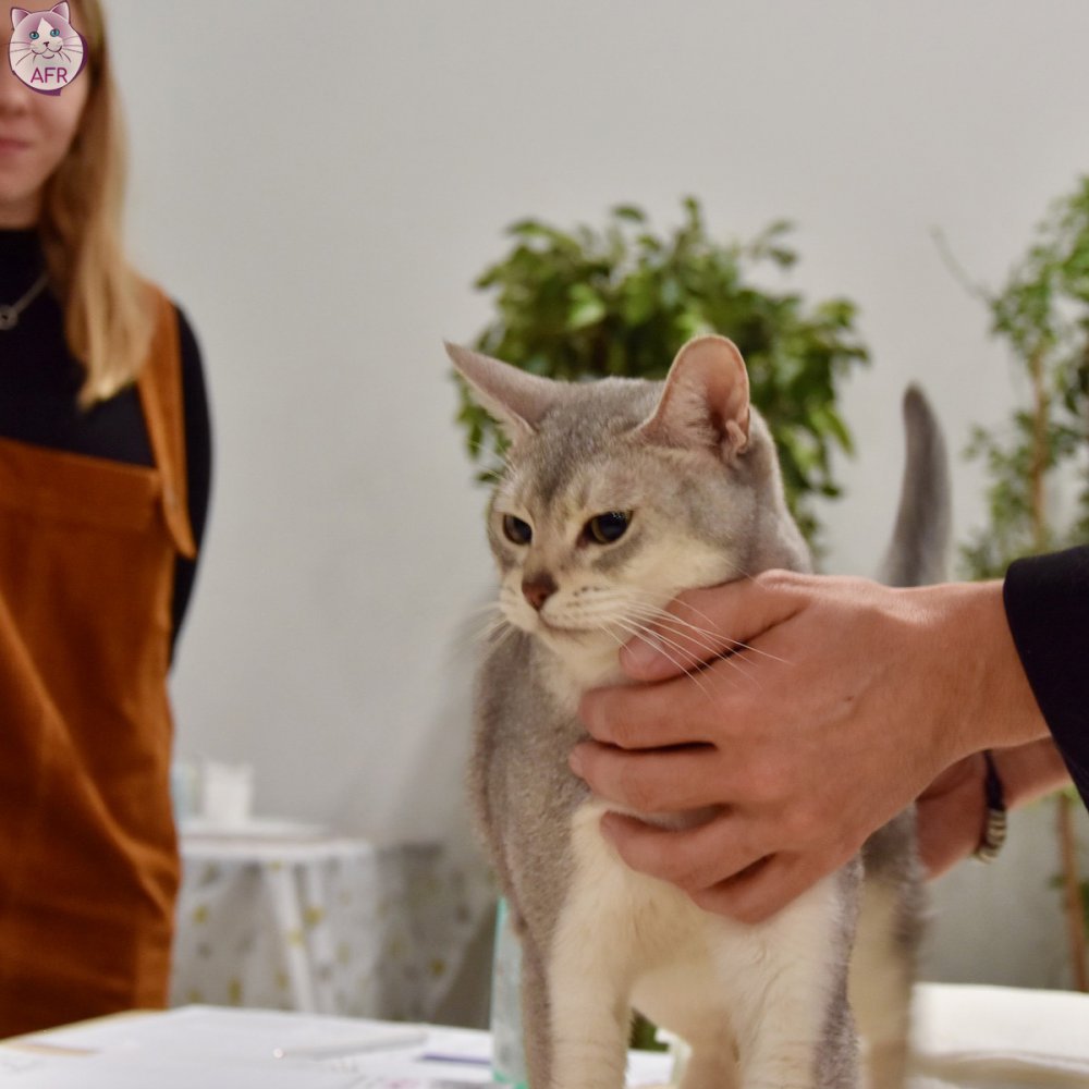 Exposition féline de Mortagne au Perche 2019