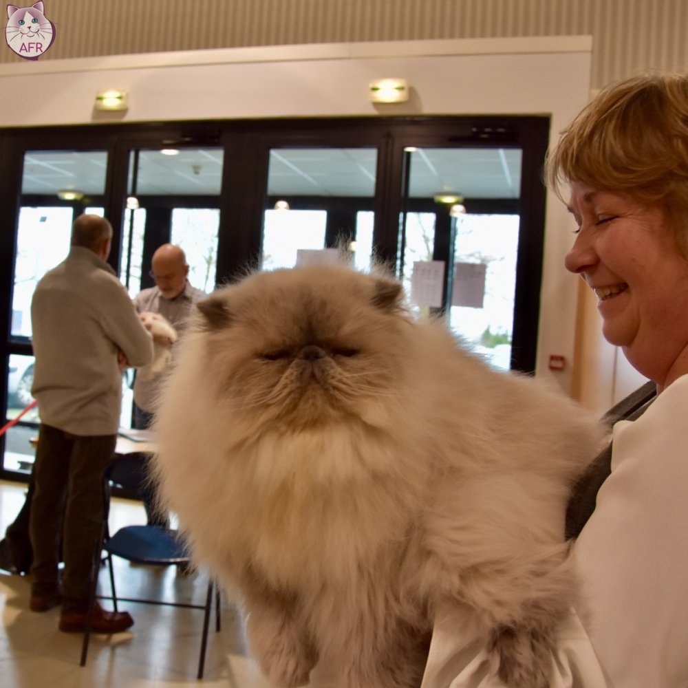 Exposition féline de Mortagne au Perche 2019