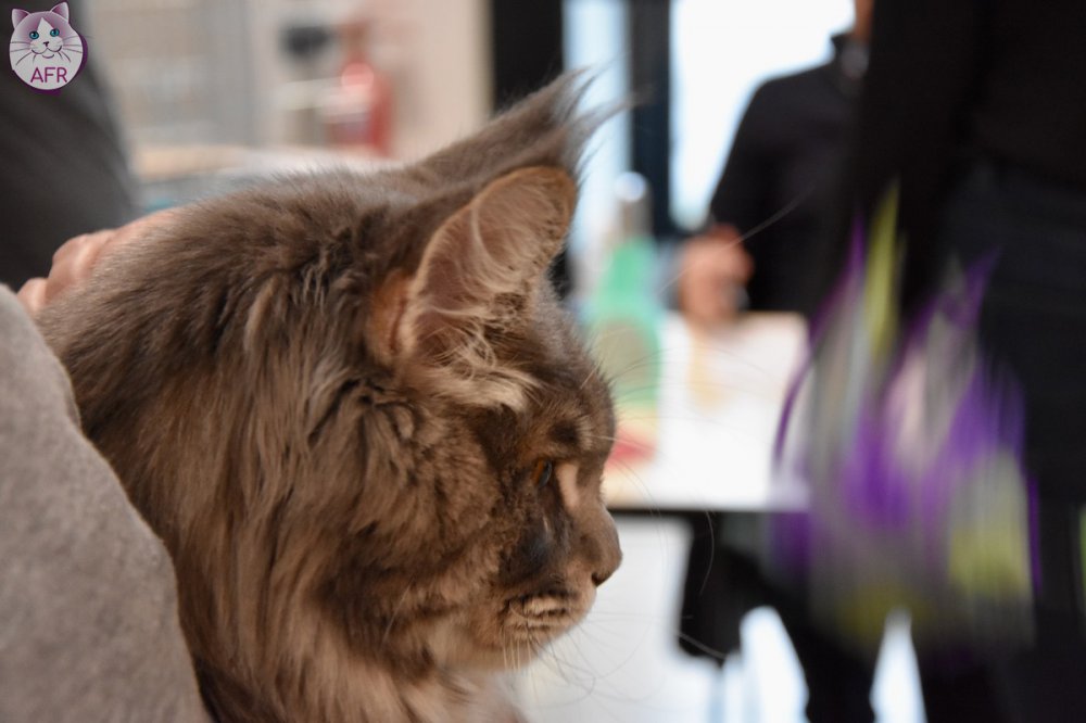 Exposition féline de Mortagne au Perche 2019