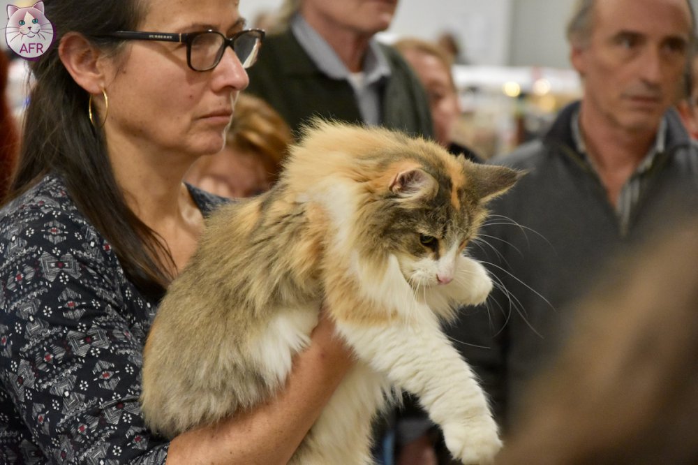 Exposition féline de Mortagne au Perche 2019