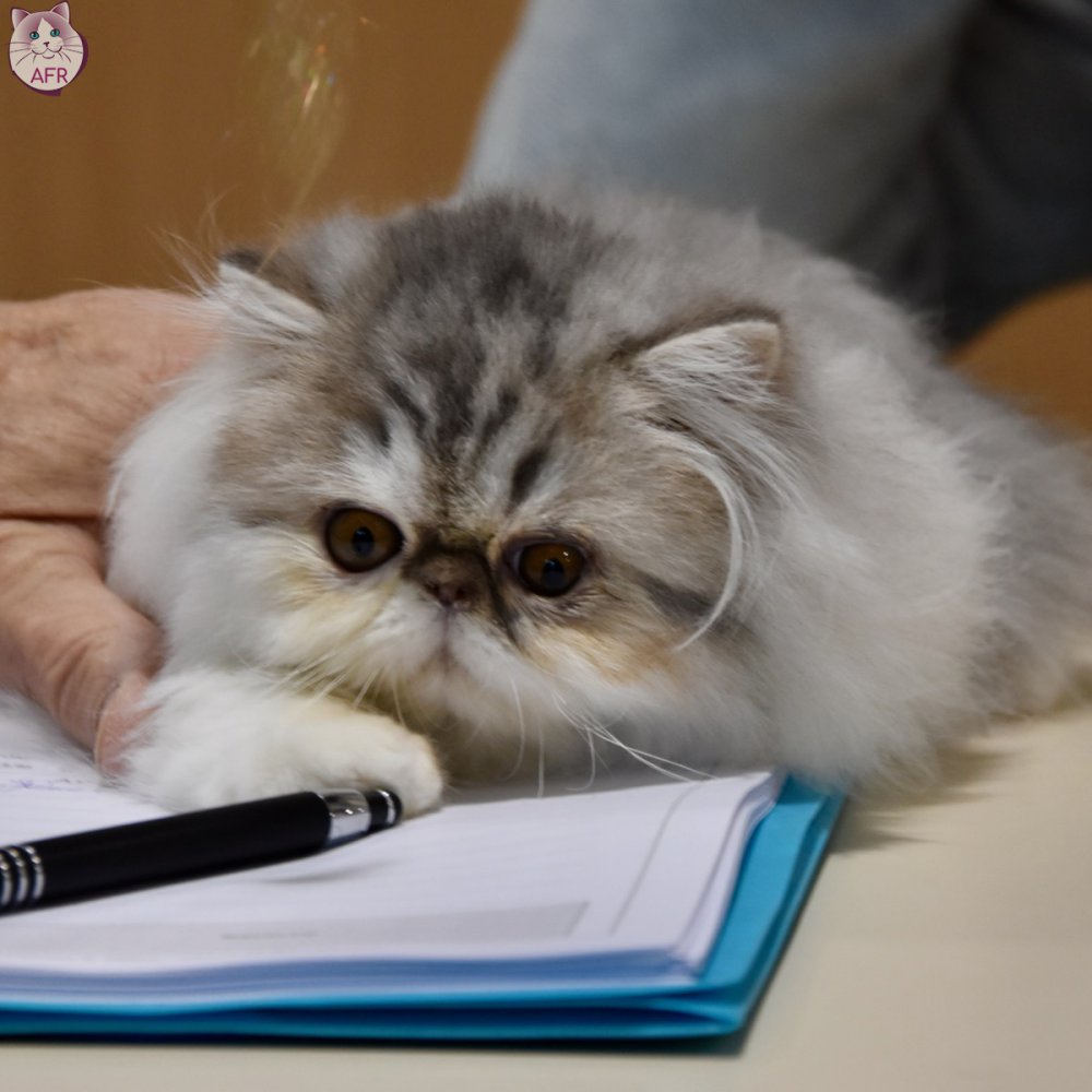 Exposition féline de Mortagne au Perche 2019