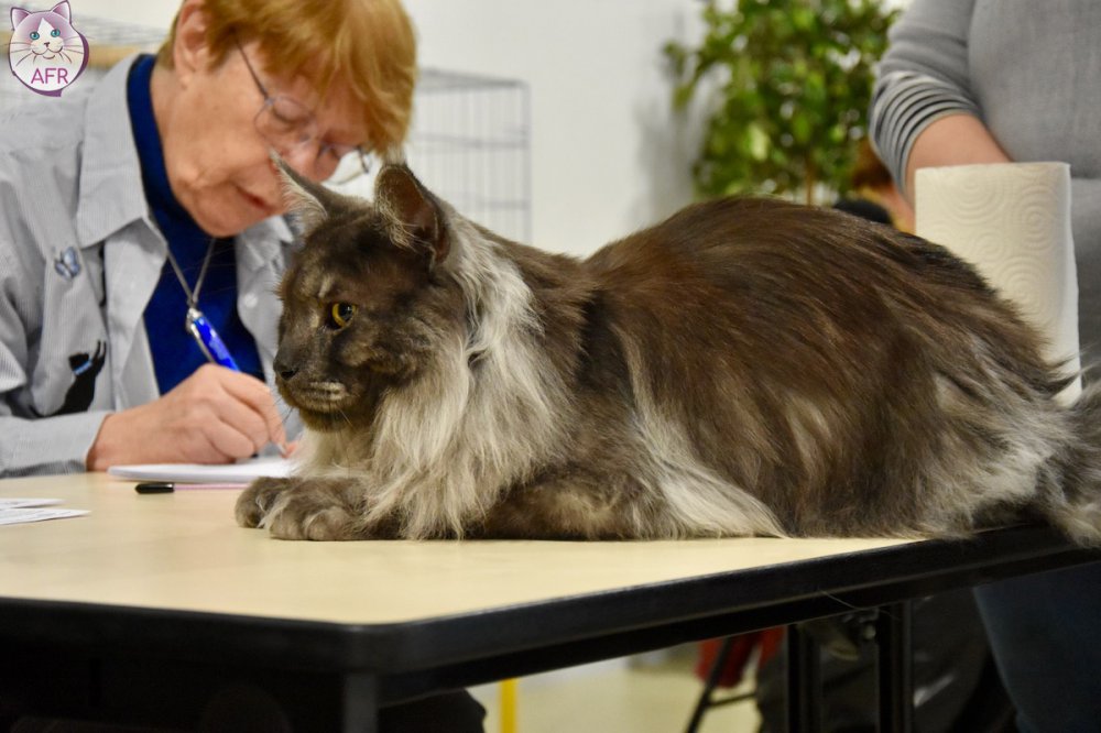 Exposition féline de Mortagne au Perche 2019