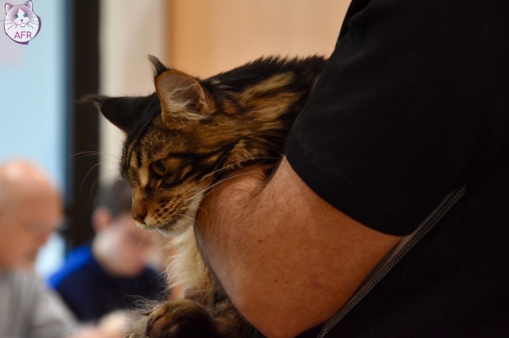 Exposition féline de Mortagne au Perche 2019