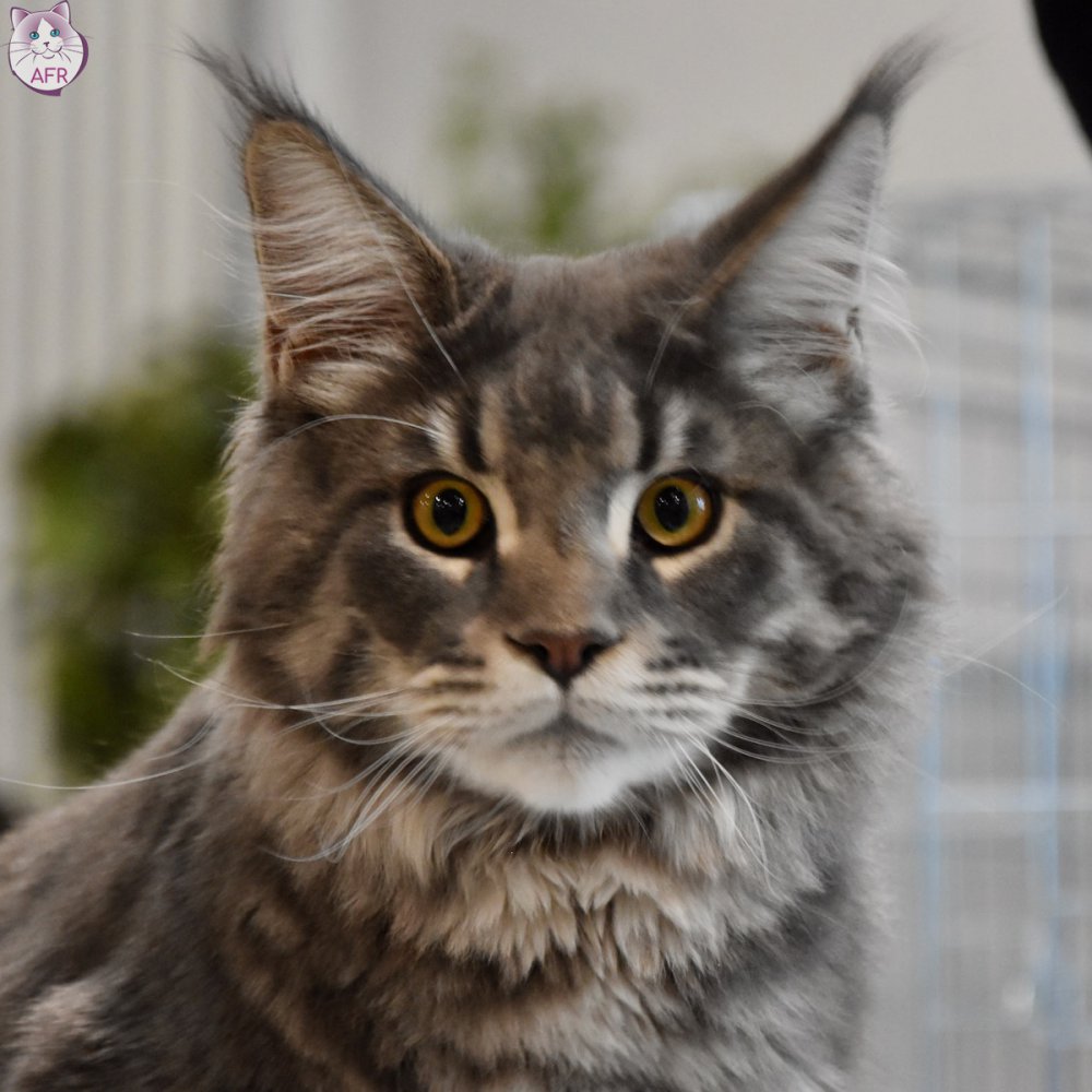 Exposition féline de Mortagne au Perche 2019