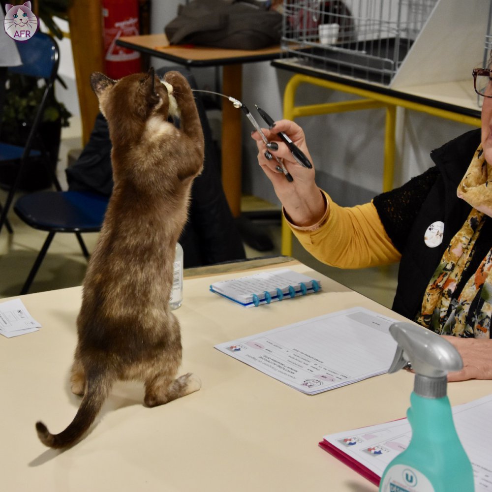 Exposition féline de Mortagne au Perche 2019