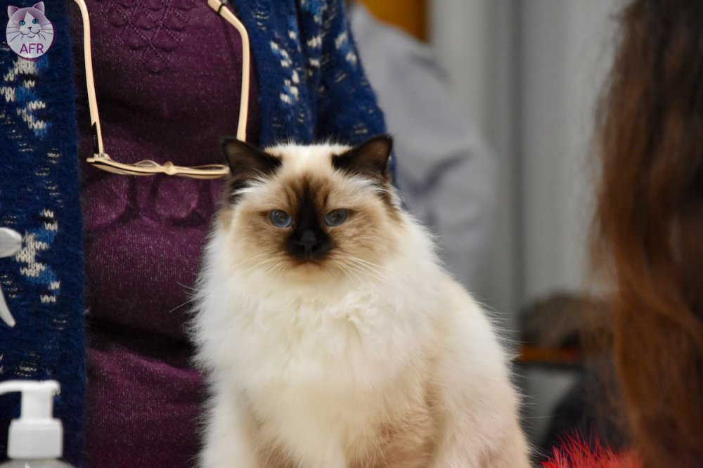 Exposition féline de Mortagne au Perche 2019