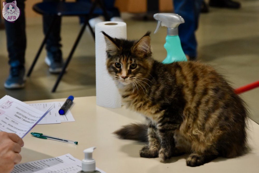 Exposition féline de Mortagne au Perche 2019