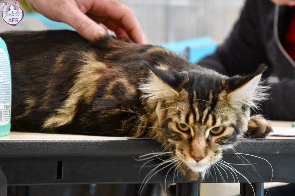 Exposition féline de Mortagne au Perche 2019