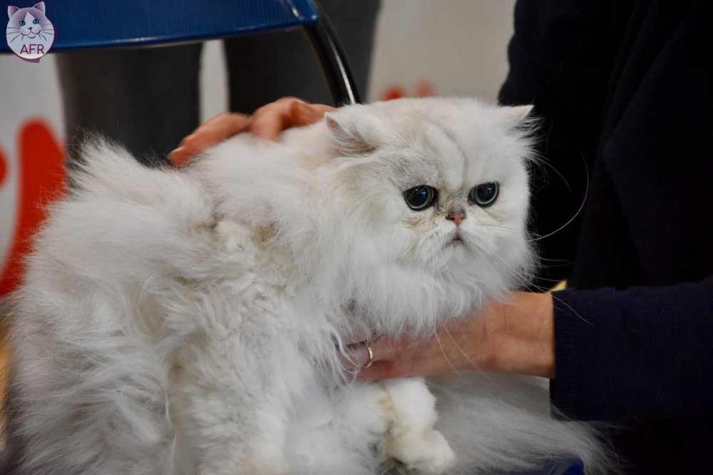 Exposition féline de Mortagne au Perche 2019