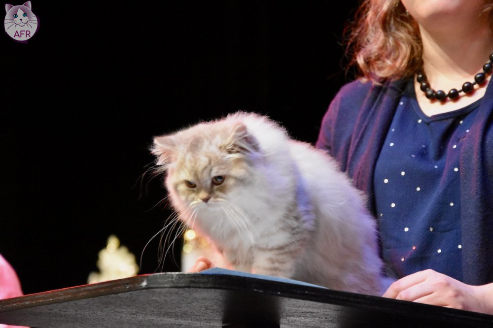 Exposition féline de Mortagne au Perche 2019