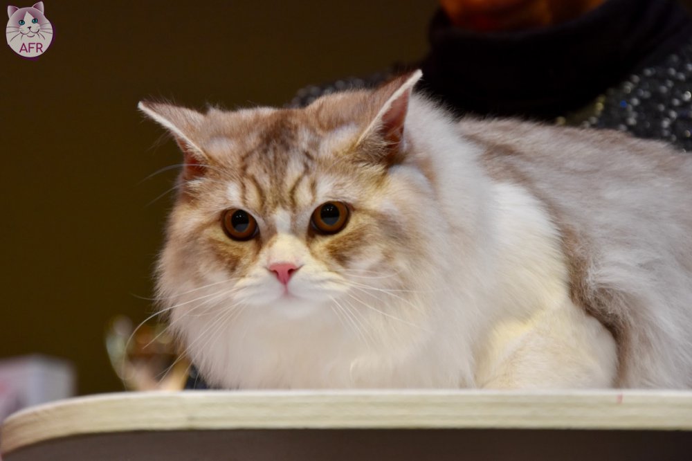 Exposition féline de Mortagne au Perche 2019