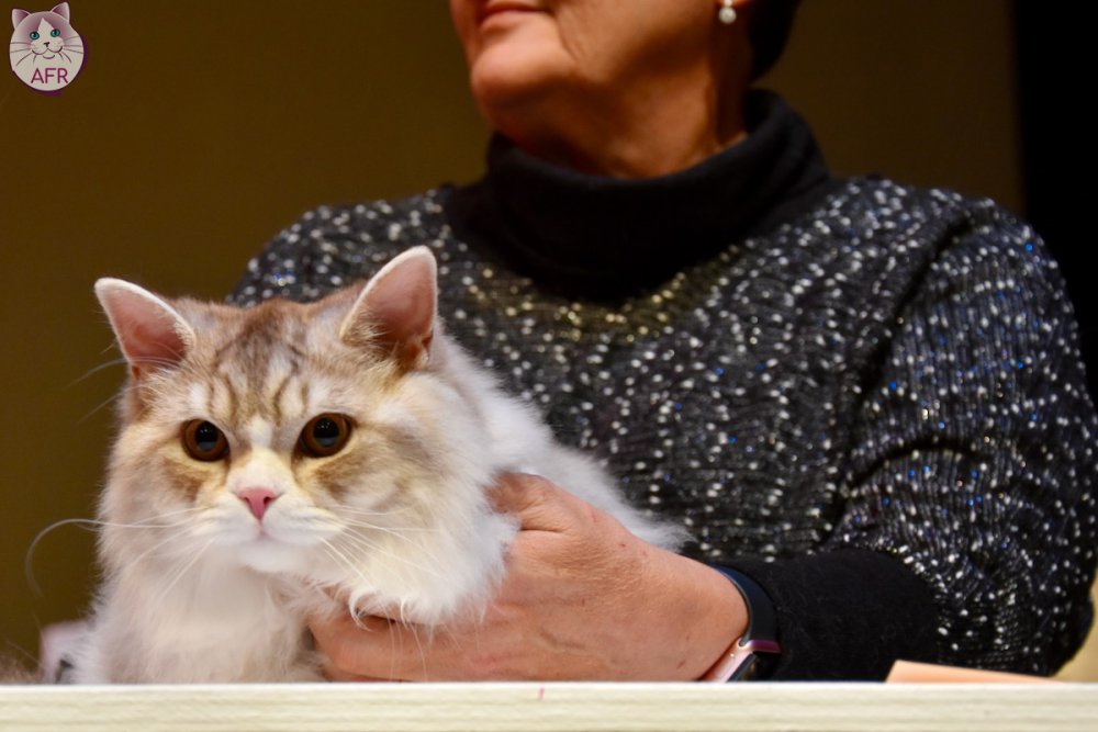 Exposition féline de Mortagne au Perche 2019