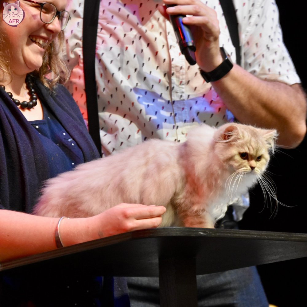 Exposition féline de Mortagne au Perche 2019