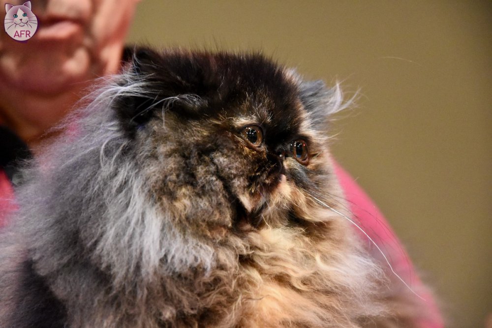 Exposition féline de Mortagne au Perche 2019