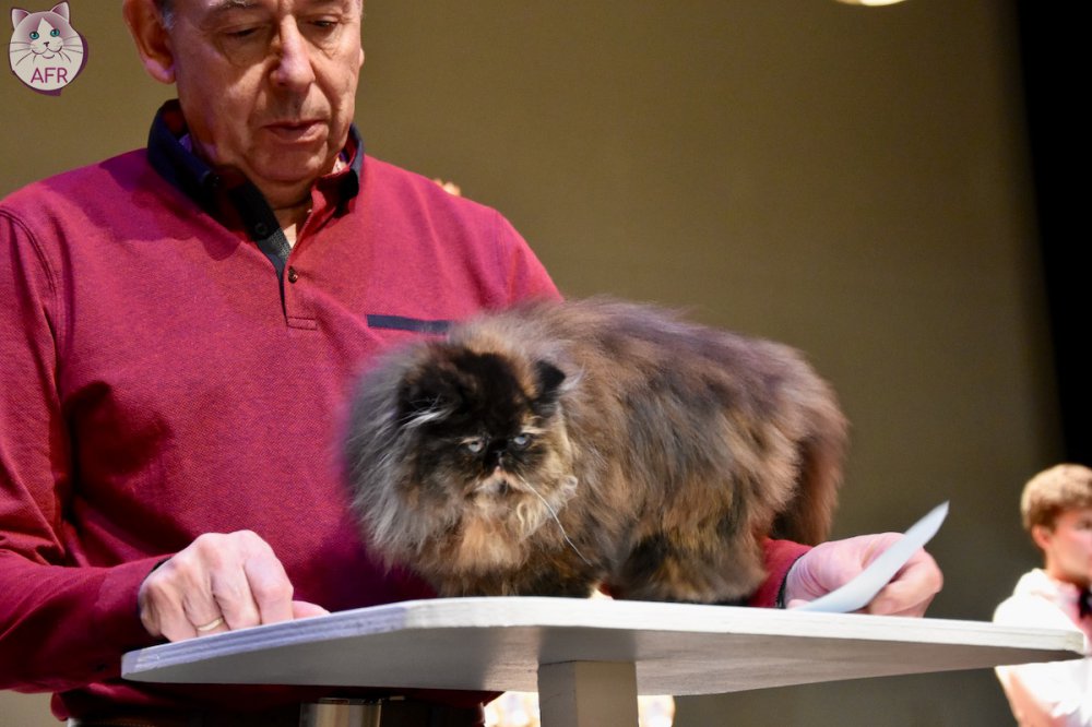 Exposition féline de Mortagne au Perche 2019