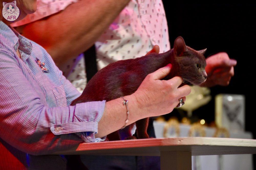 Exposition féline de Mortagne au Perche 2019