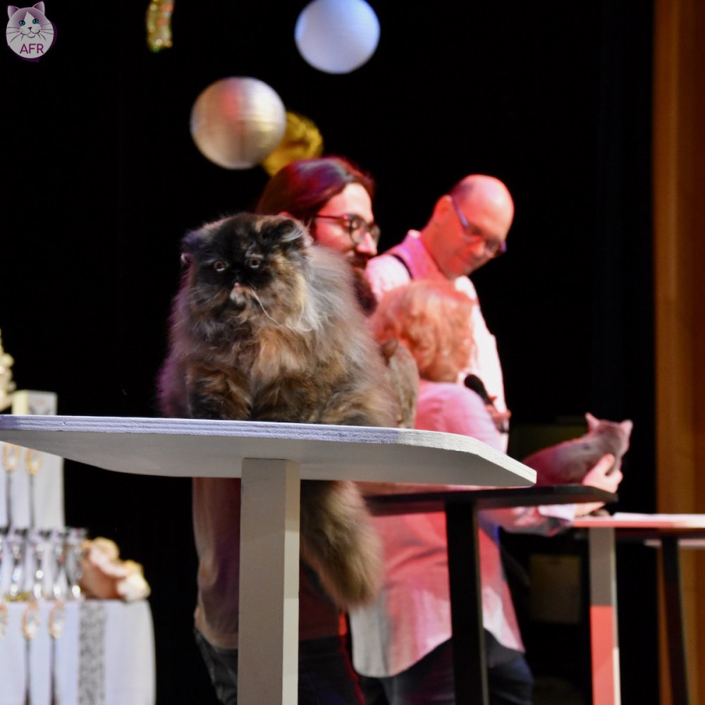 Exposition féline de Mortagne au Perche 2019