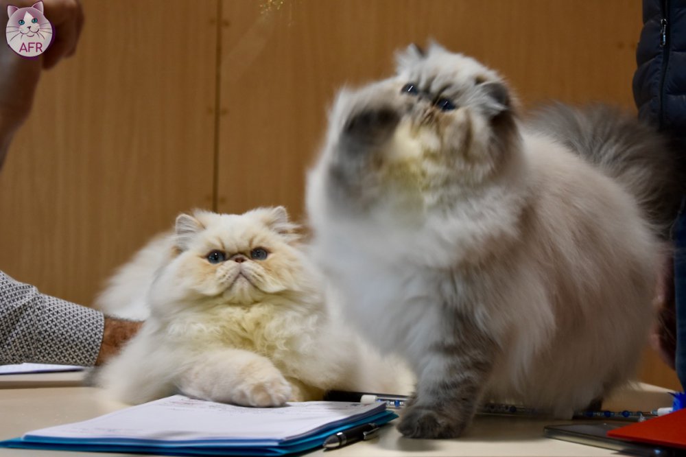 Exposition féline de Mortagne au Perche 2019