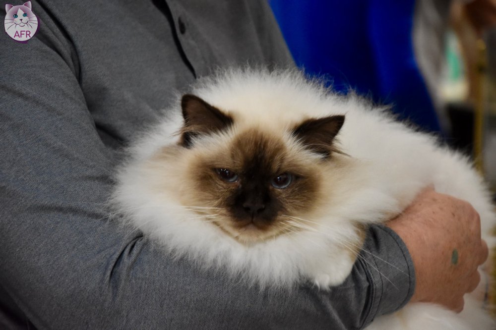 Exposition féline de Mortagne au Perche 2019