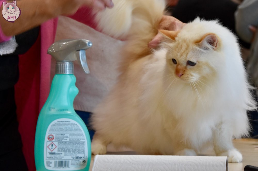 Exposition féline de Mortagne au Perche 2019