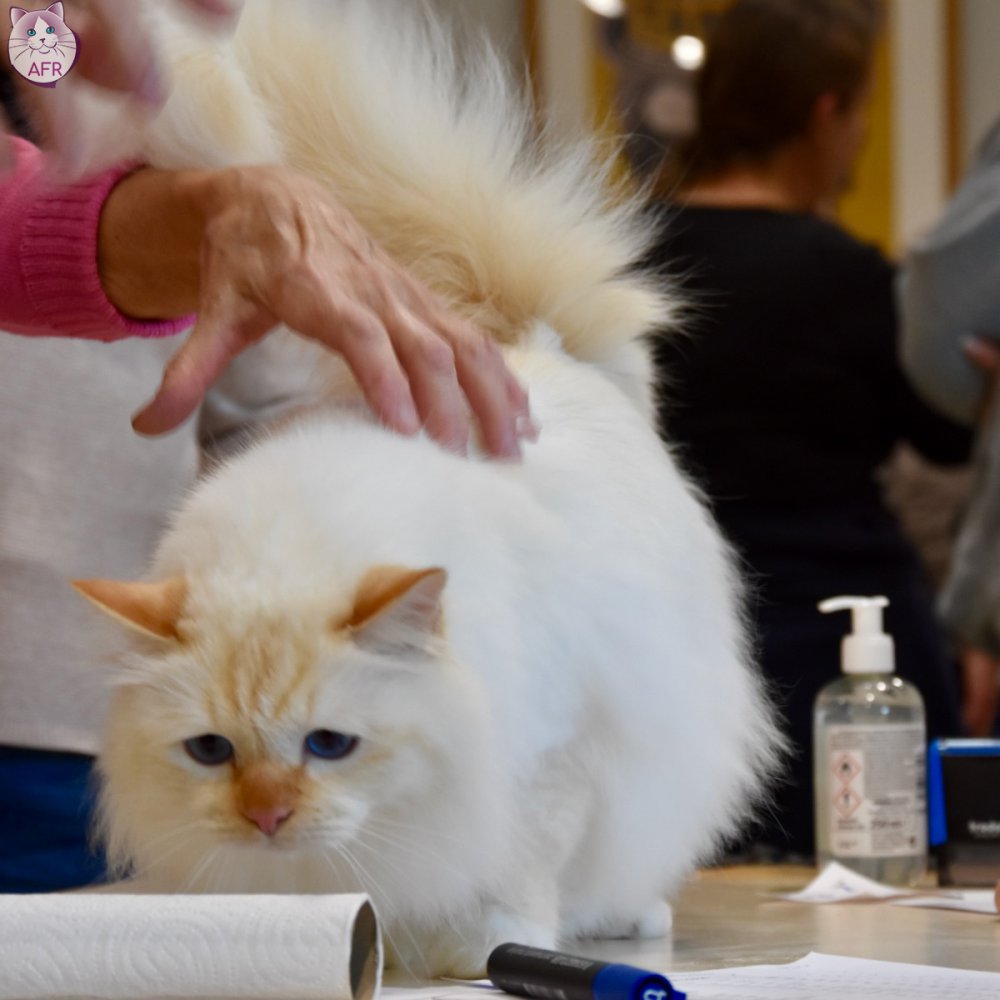 Exposition féline de Mortagne au Perche 2019