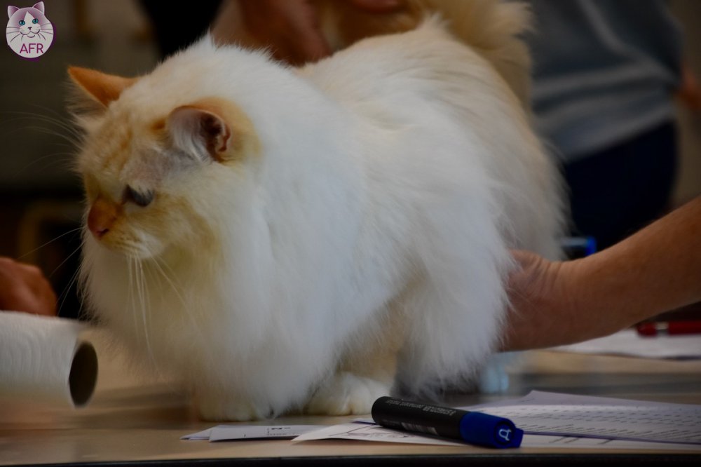 Exposition féline de Mortagne au Perche 2019